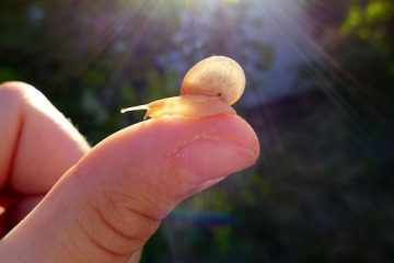 מתווה החזרה לפעילות בצהרונים